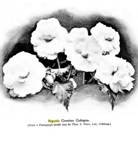 B. ‘Countess Cadogan’